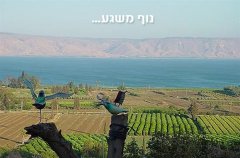 וילה אל הציפור 4