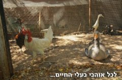 וילת הבוסתן 16